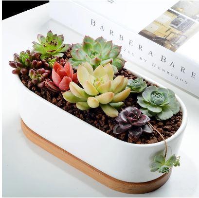 Succulent 7in White Ceramic Elongated Planter