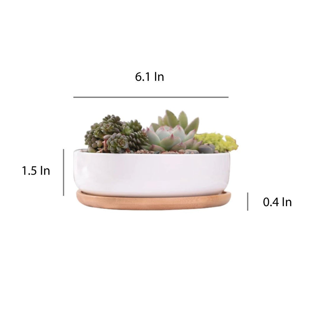 Succulent 6in White Ceramic Round Planter