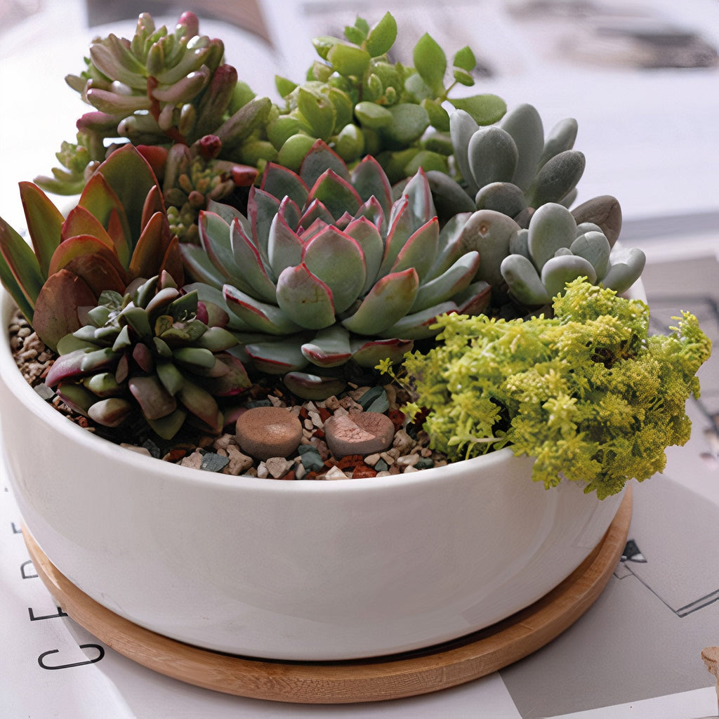 Succulent 6in White Ceramic Round Planter