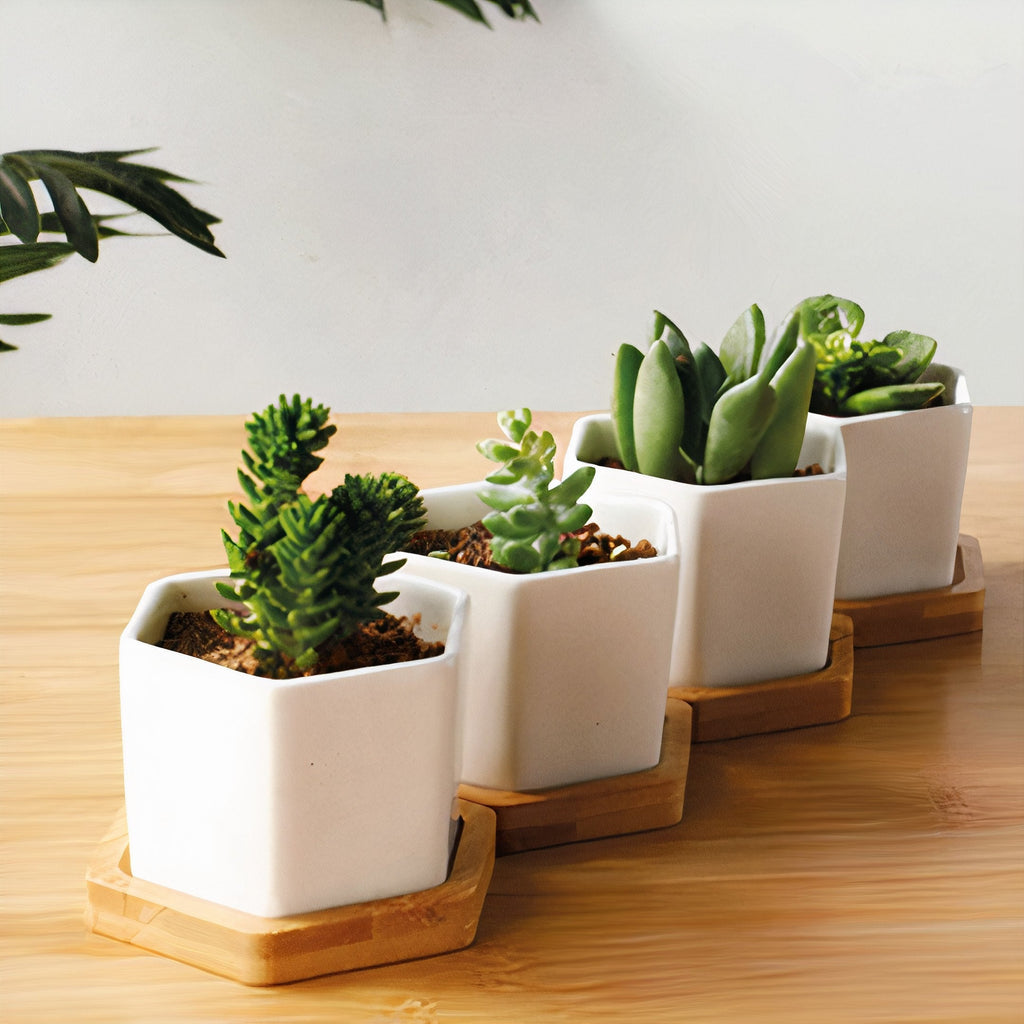 Succulent White Ceramic Small Planter Set of 3