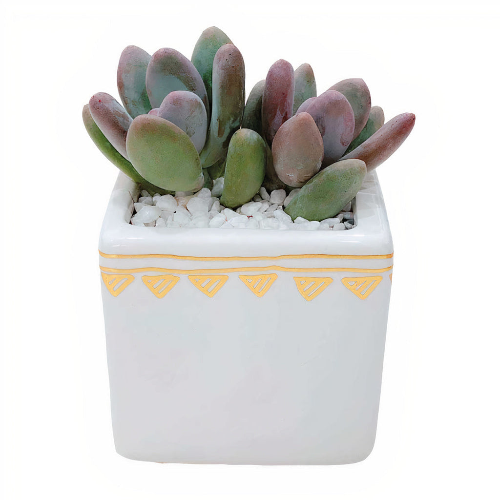 Rhapsody White Ceramic Planter Set of 2